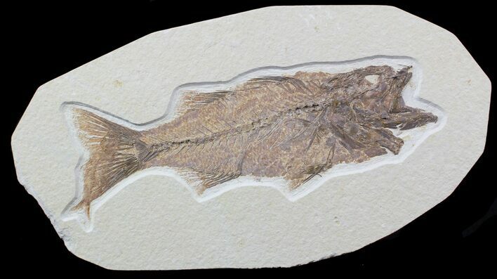 Large, Mioplosus Fossil Fish - Wyoming #48594